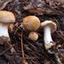 Hydnum repandum 'Hedgehog' or 'Sweet Tooth